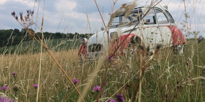 Teamconsult wünscht allen einen schönen Sommer